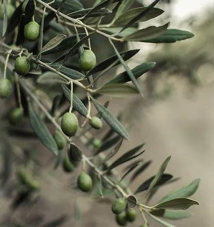 Welcome To Huzurderekoey