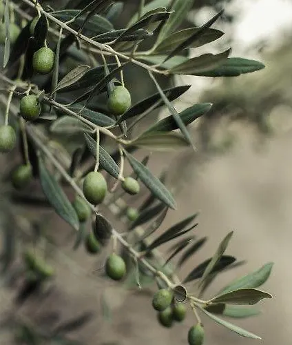 Welcome To Huzurderekoey